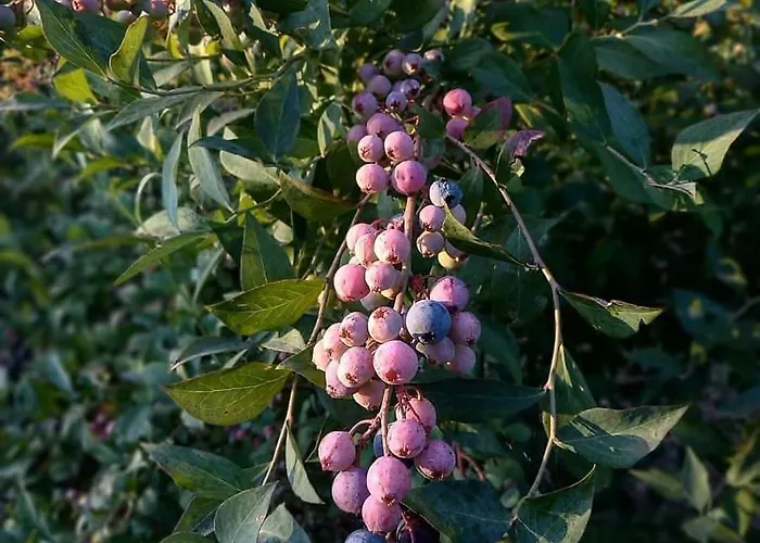 Quinta Da Regadas Lodge